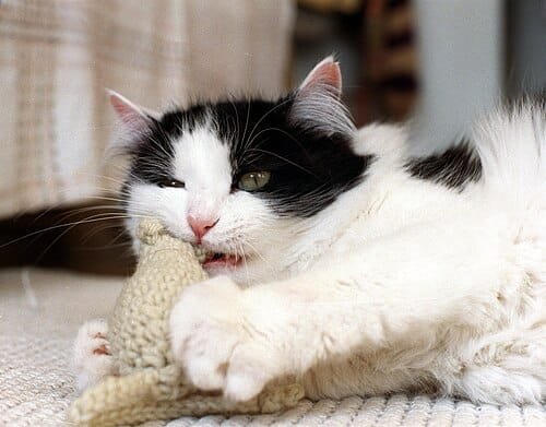 Cat and toy mouse