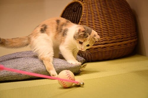 Kitten play-hunting a stick moved by its human owner