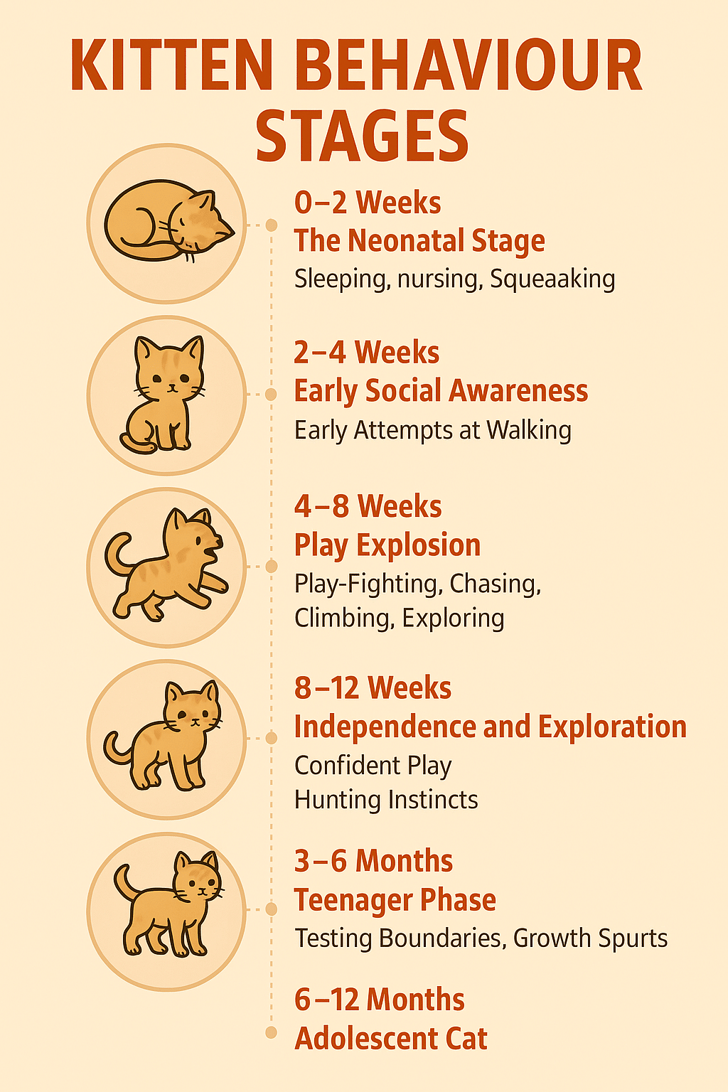 Kitten Behavior Stages by Age