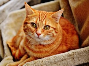 cat, tabby, feline, face, cat face, portrait, cat portrait, cuddly, animal, domestic cat, fur, animal world, nature, pet, red mackerel tabby, kitten, orange cat