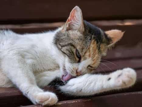 Cat licking its paw in the garden