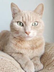 understanding cat eyes