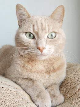 understanding cat eyes