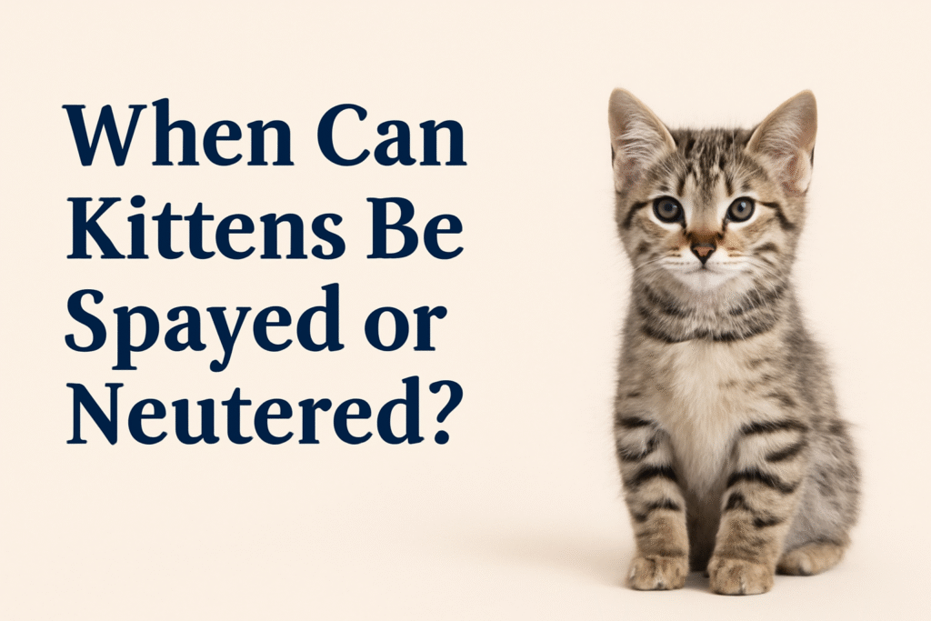 When to Spay or Neuter your Kittens: Complete Guide for New Owners