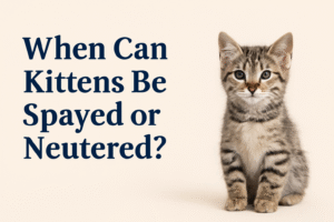 When to Spay or Neuter your Kittens: Complete Guide for New Owners
