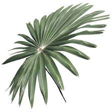 Palms