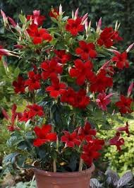 Mandevilla