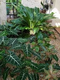 Anthurium, Alocasia, Aglaonema and Begonia Garden of Kirsten Albrecht Llamas‎