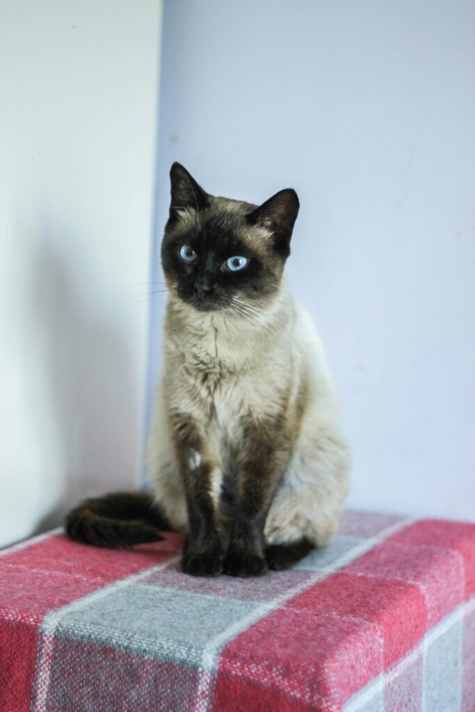The Genetics Behind Siamese Coloring