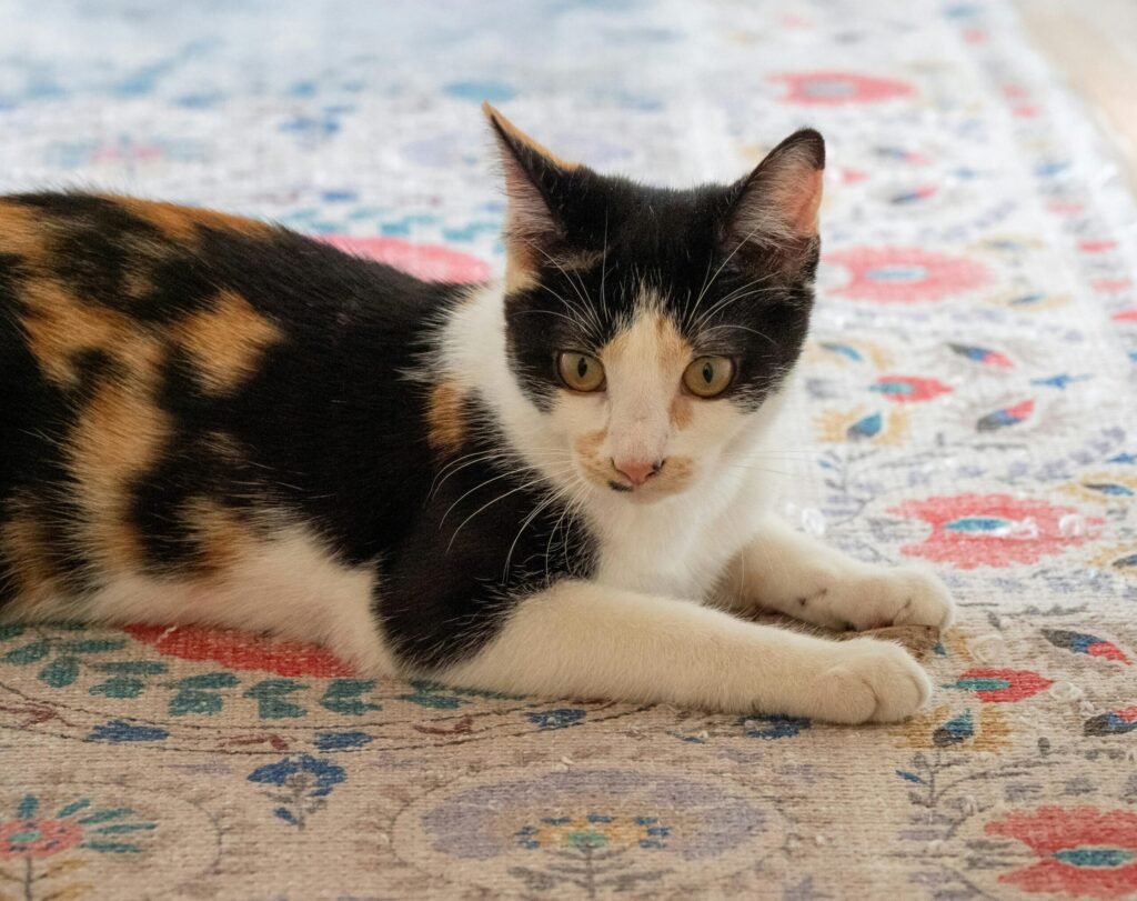 Male Tortoiseshell Cats