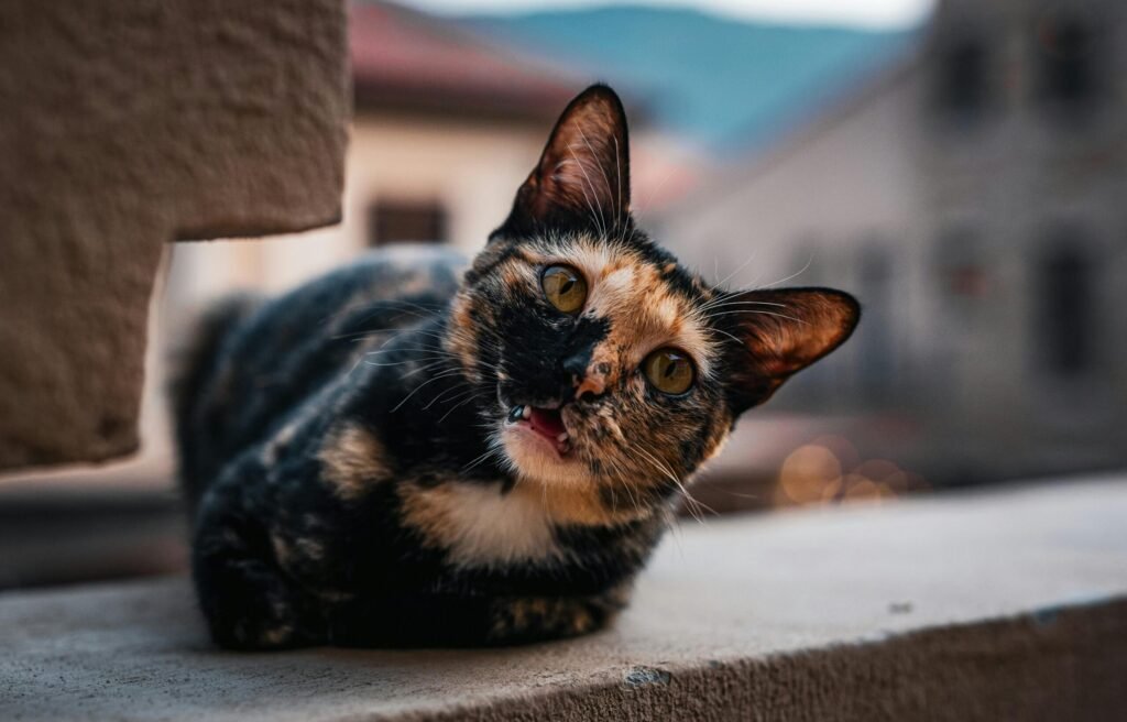 Tortoiseshell Cats  Personality and Behavior