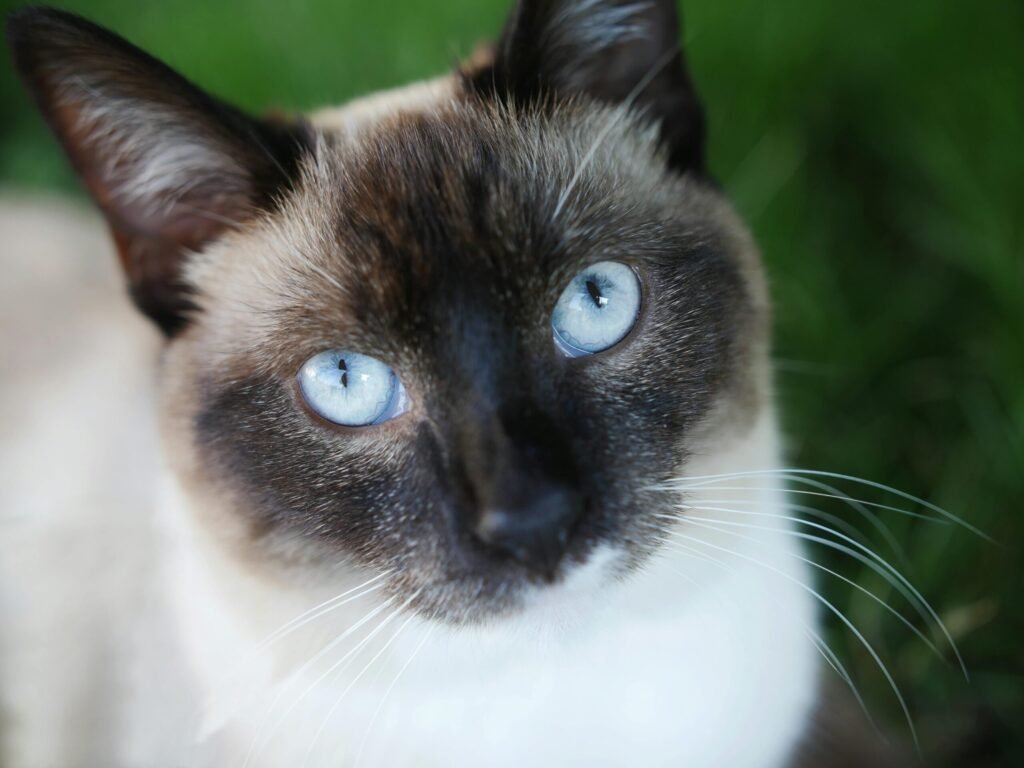 Can Siamese Cats Be Black